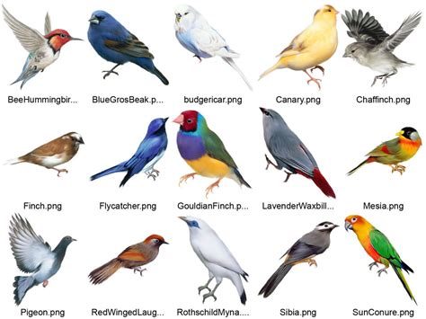 Kuş çeşitleri ve isimleri